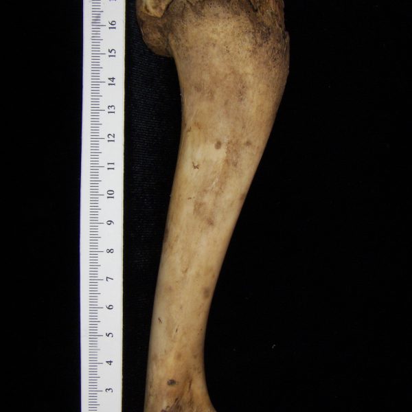 domestic-goat-capra-hircus-left-humerus-view-2-flmnh-ea-cat-no-z7954