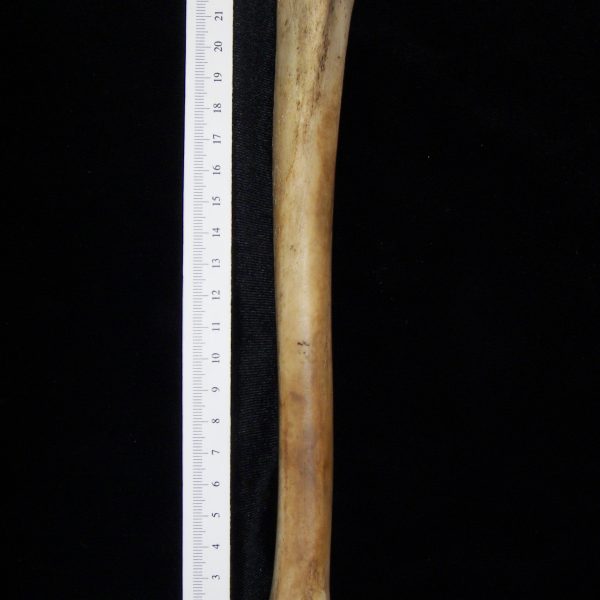 domestic-goat-capra-hircus-left-tibia-anterior-flmnh-ea-cat-no-z7954