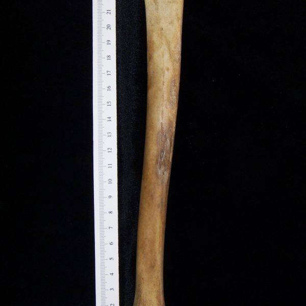 domestic-goat-capra-hircus-left-tibia-posterior-flmnh-ea-cat-no-z7954