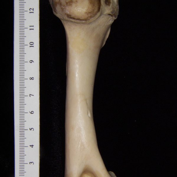 domestic-sheep-ovies-aries-right-humerus-medial-flmnh-ea-cat-no-z6460