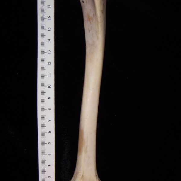 domestic-sheep-ovis-aries-right-tibia-anterior-flmnh-ea-cat-no-z6460