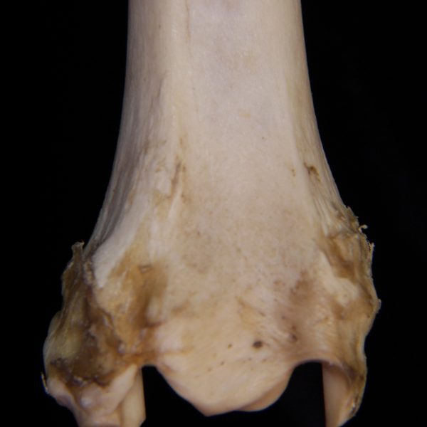 domestic-sheep-ovis-aries-right-tibia-distal-anterior-aspect-tarsal-attached-to-lateral-side