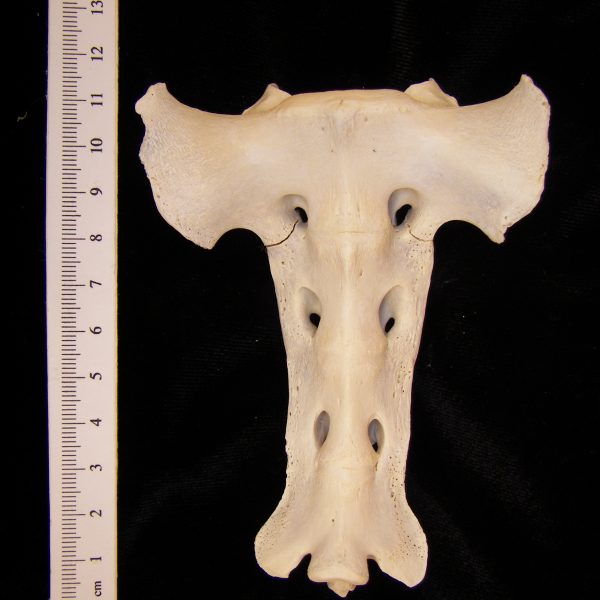 domestic-sheep-ovis-aries-sacrum-anterior-abel-collection