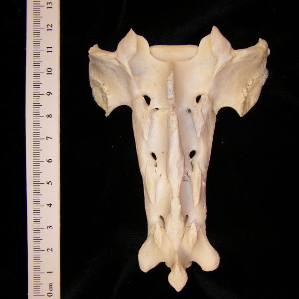 domestic-sheep-ovis-aries-sacrum-posterior-abel-collection