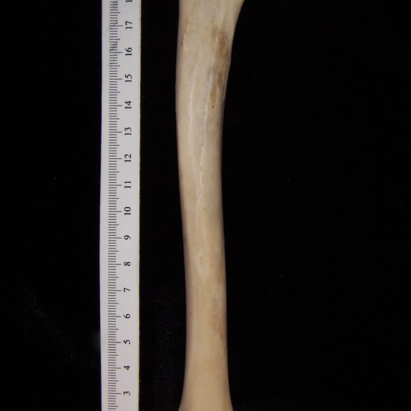 domestic-sheep-ovis-aries-right-tibia-posterior-flmnh-ea-cat-o-z6460