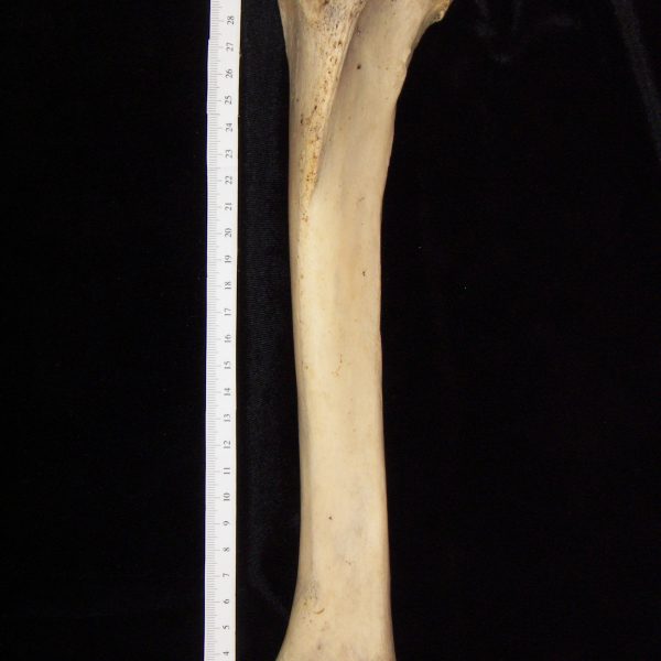 donkey-equus-asinus-left-tibia-anterior-flmnh-6684