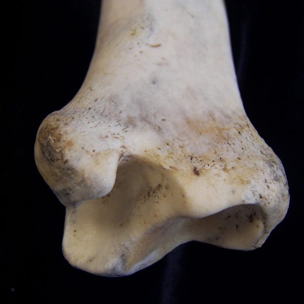 donkey-equus-asinus-left-tibia-distal-anterior-aspect