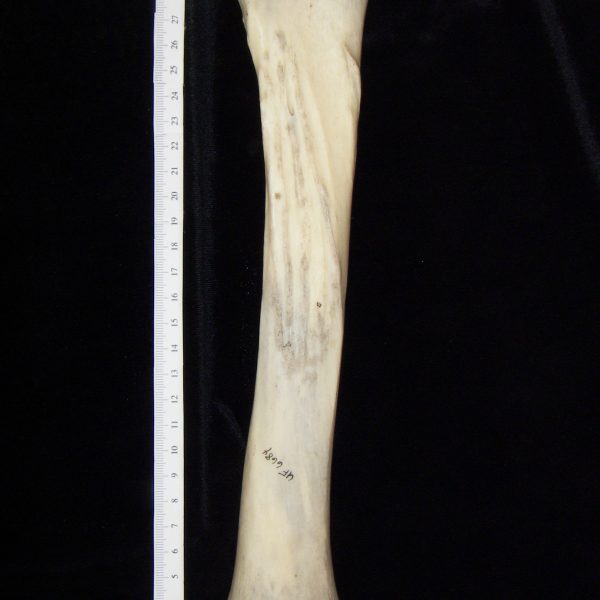 donkey-equus-asinus-left-tibia-posterior-flmnh-6684