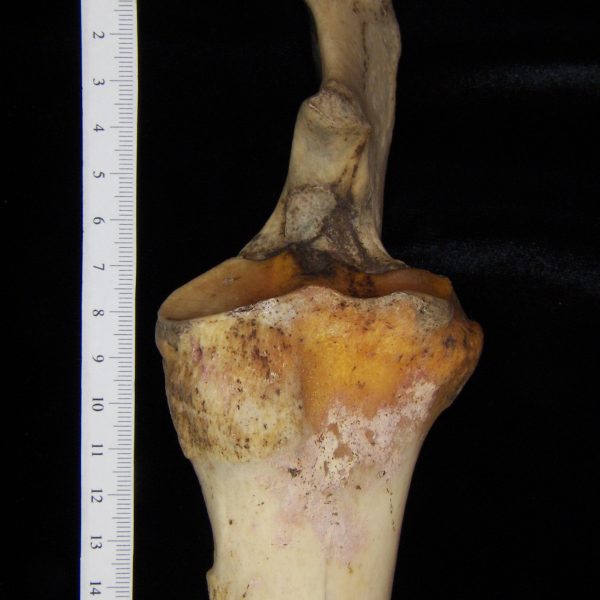 donkey-equus-asinus-left-ulna-and-radius-proximal-aspec-flmnh-6684t