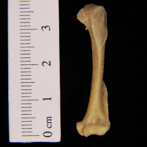 eastern-spotted-skunk-spilogale-putorius-left-humerus-anterior-flmnh-4739