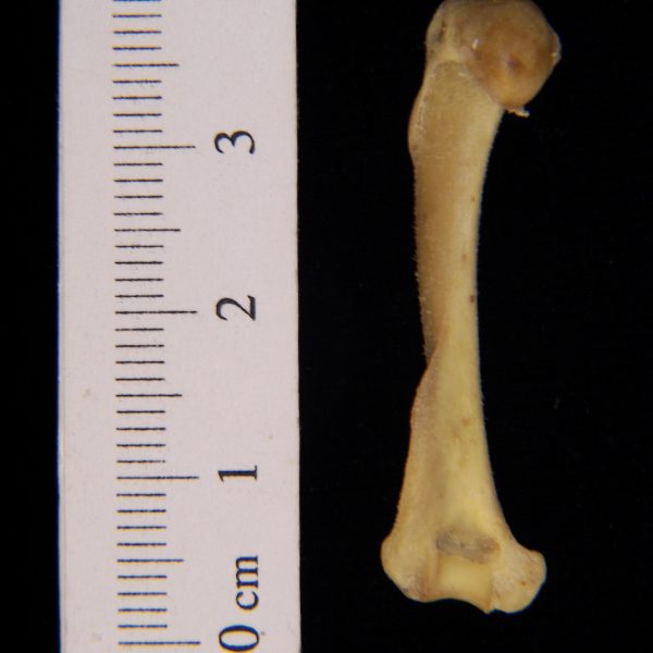 eastern-spotted-skunk-spilogale-putorius-left-humerus-posterior-flmnh-4739