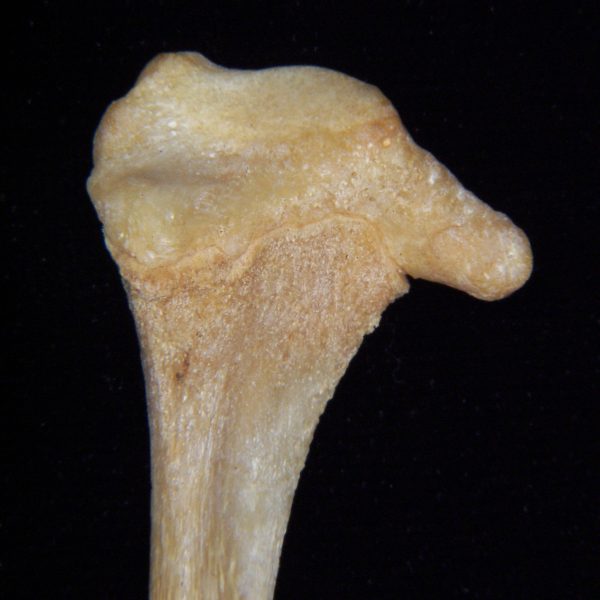 florida-panther-puma-concolor-left-fibula-close-up-of-lateral-proximal-aspect-flmnh-collecti