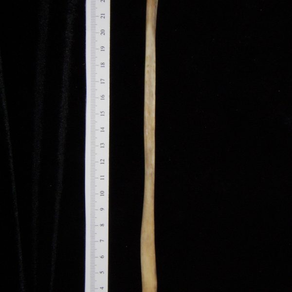 florida-panther-puma-concolor-left-fibula-medial-flmnh-collection-30431