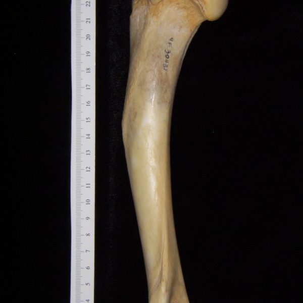 florida-panther-puma-concolor-left-humerus-posterior-flmnh-collection-30431