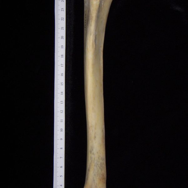 florida-panther-puma-concolor-left-tibia-anterior-flmnh-collection-30431