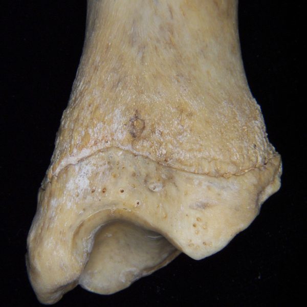 florida-panther-puma-concolor-left-tibia-close-up-of-anterior-distal-aspect-flmnh-collection