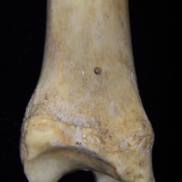 florida-panther-puma-concolor-left-tibia-close-up-of-posterior-distal-aspect-the-small-hole