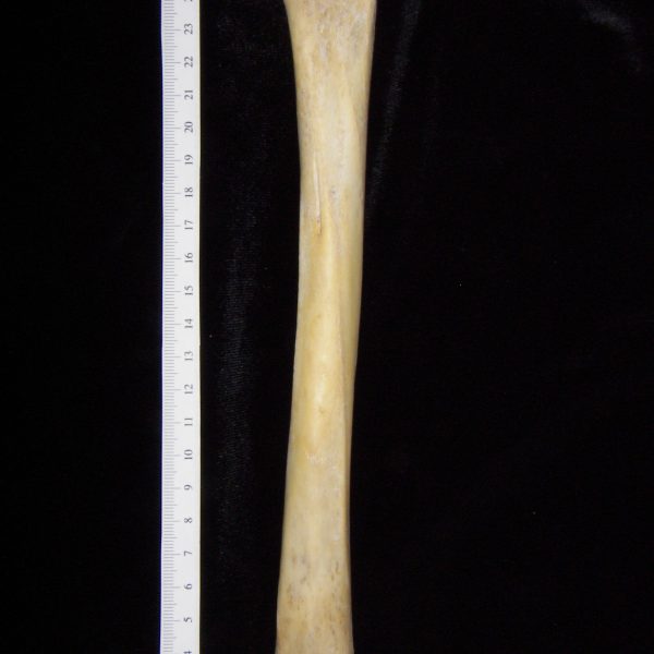 florida-panther-puma-concolor-left-tibia-posterior-flmnh-collection-30431