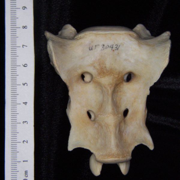 florida-panther-puma-concolor-sacrum-anterior-flmnh-collection-30431