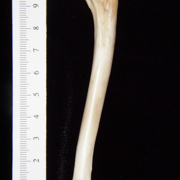 gray-fox-urocyon-cineroargenteus-left-humerus-anterior-abel-collection