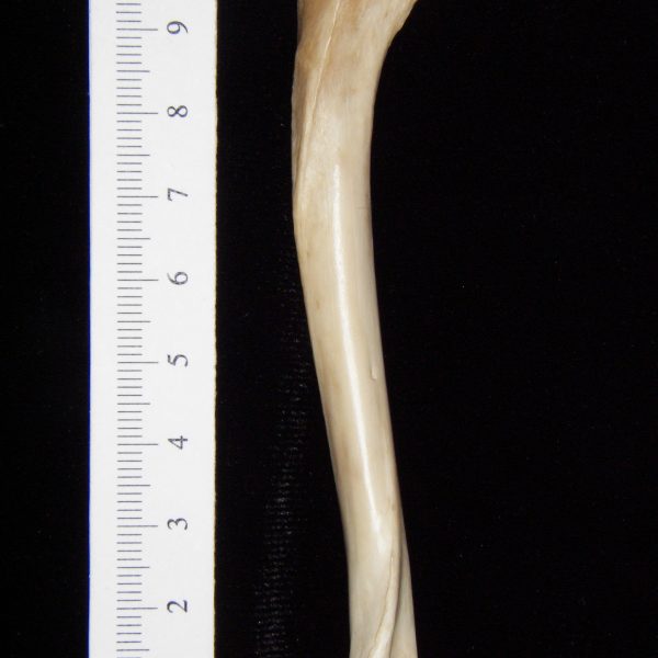 gray-fox-urocyon-cineroargenteus-left-humerus-posterior-abel-collection