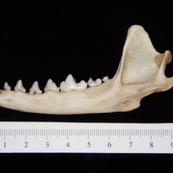 gray-fox-urocyon-cineroargenteus-left-mandible-lateral-abel-collection