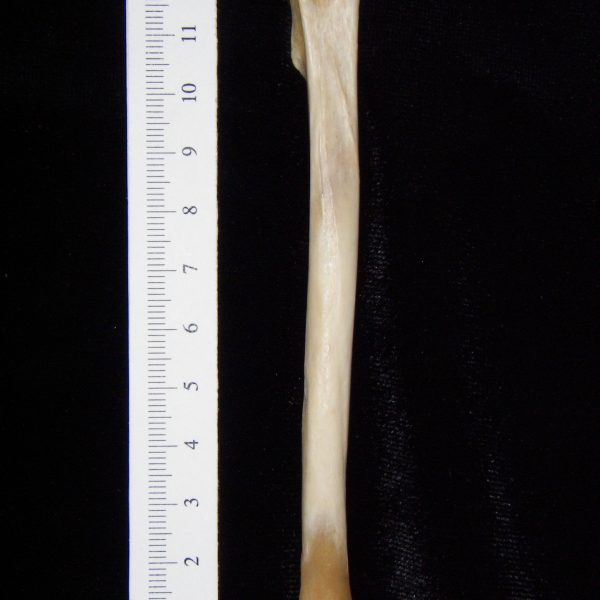 gray-fox-urocyon-cineroargenteus-left-tibia-posterior-abel-collection