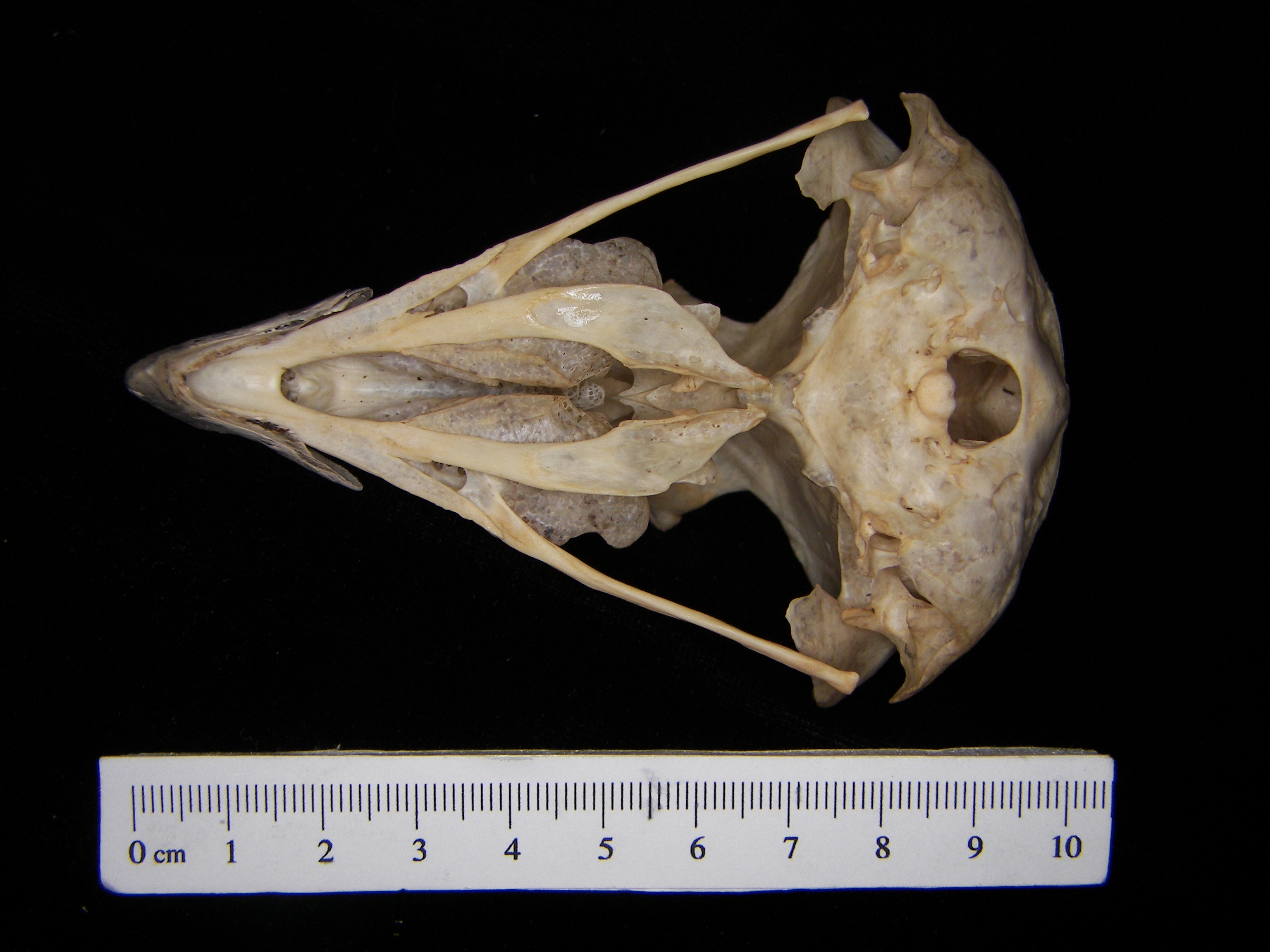 great horned owl skeleton