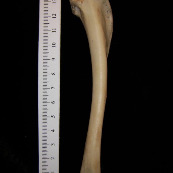 great-horned-owl-bubo-virginianus-right-humerus-posterior-abel-collection