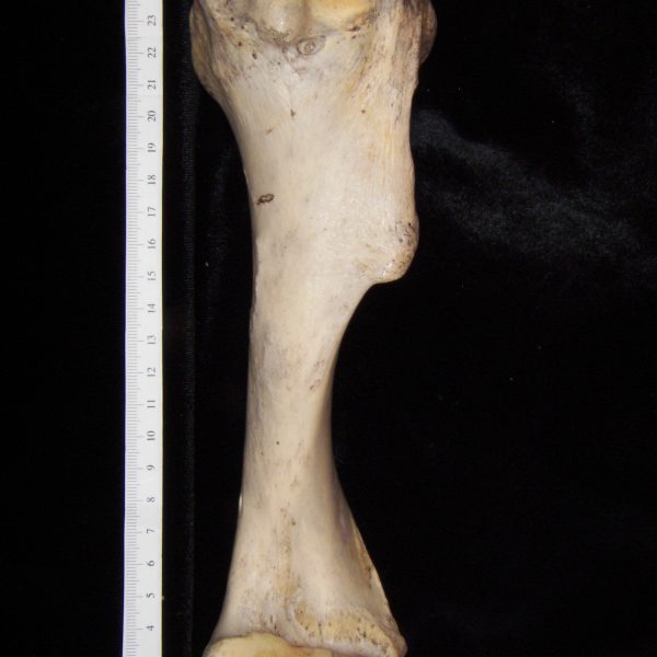 horse-equus-caballus-left-humerus-lateral-flmnh-6684