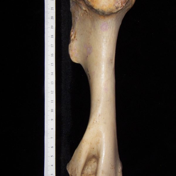 horse-equus-caballus-left-humerus-medial-flmnh-6684