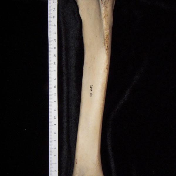 horse-equus-caballus-left-tibia-anterior-flmnh-6684