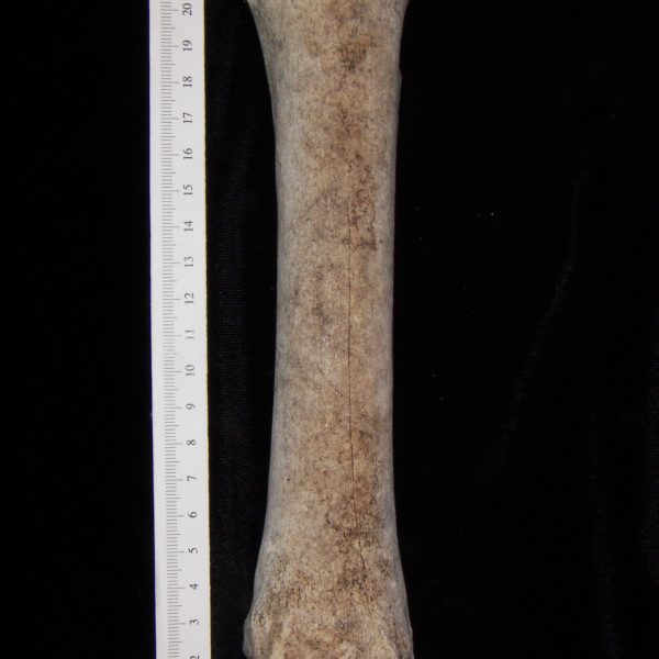 horse-equus-caballus-metacarpal-anterior-abel-collection