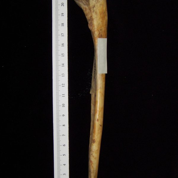 human-homo-sapiens-right-ulna-lateral-ccco