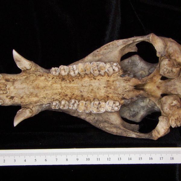 javelina-peccary-angulatus-cranium-inferior-abel-collection