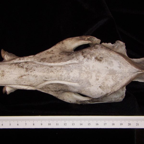 javelina-peccary-angulatus-cranium-superior-abel-collection