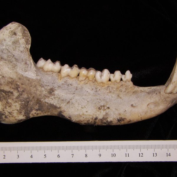 javelina-peccary-angulatus-right-mandible-lateral-abel-collection