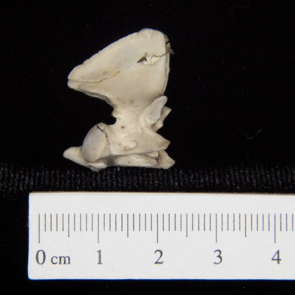 opossum-didelphis-marsupialis-c2-lateral-abel-collection