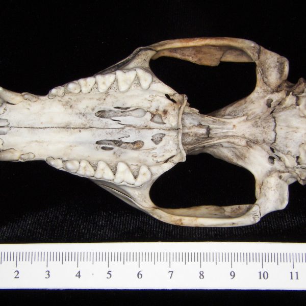 opossum-didelphis-marsupialis-cranium-inferior-abel-collection