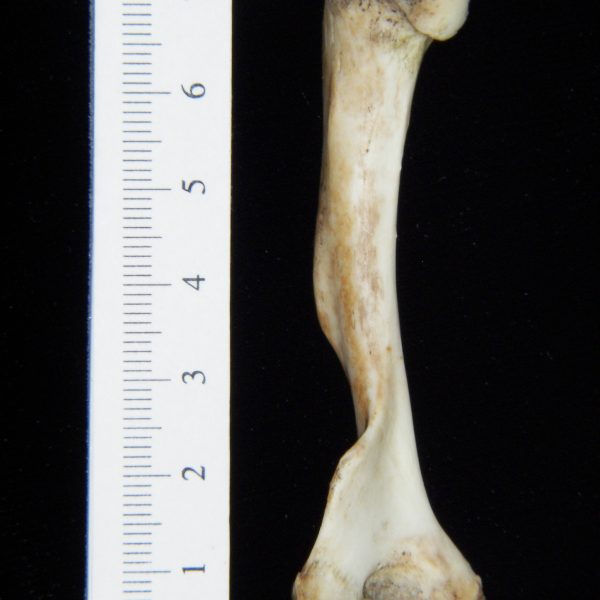 opossum-didelphis-marsupialis-left-humerus-posterior-abel-collection