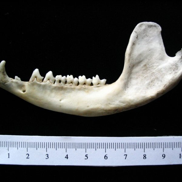 opossum-didelphis-marsupialis-left-mandible-abel-collection