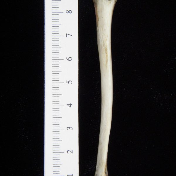 opossum-didelphis-marsupialis-left-tibia-anterior-abel-collection