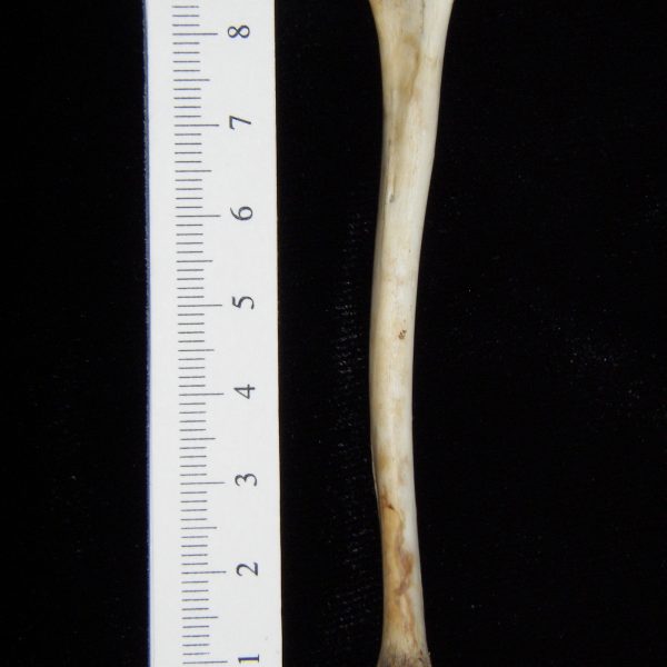 opossum-didelphis-marsupialis-left-tibia-posterior-abel-collection