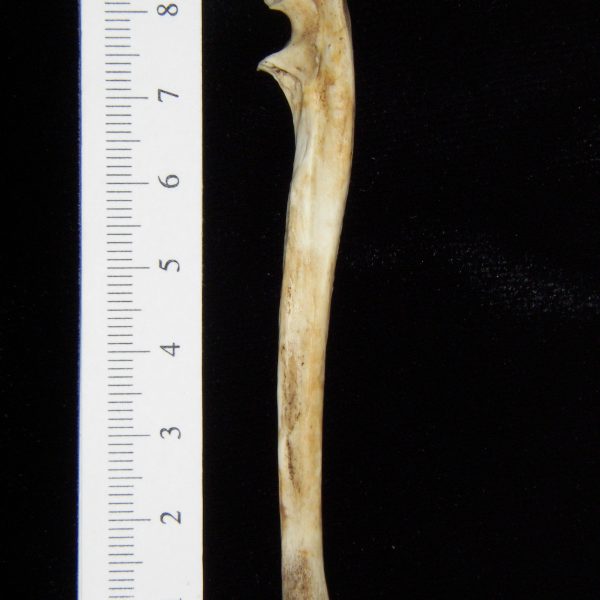 opossum-didelphis-marsupialis-left-ulna-lateral-abel-collection