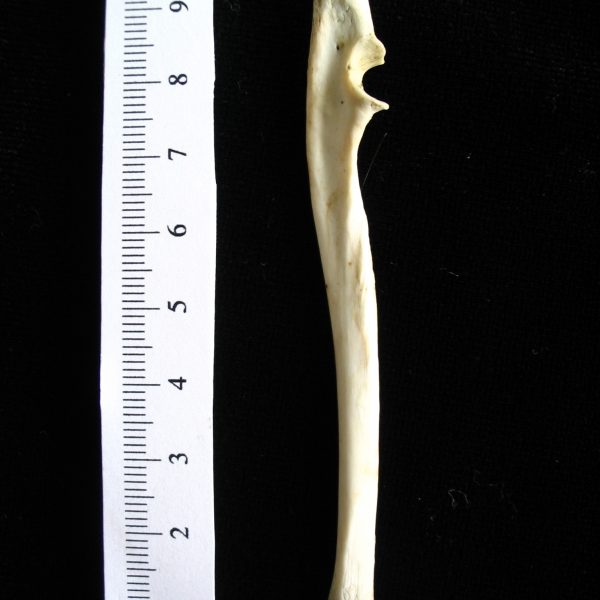 opossumdidelphis-marsupialis-left-ulna-medial-abel-collection