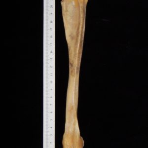 Pig Sus Scrofa Fibula Distal Aspect Boneid