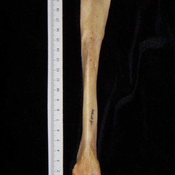 pig-sus-scrofa-fibula-medial-flmnh-collection-20974