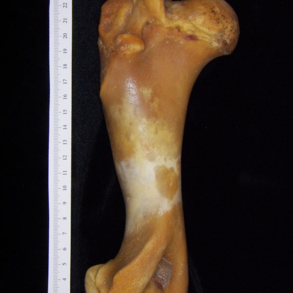 pig-sus-scrofa-left-humerus-posterior-flmnh-collection-20974-copy-copy