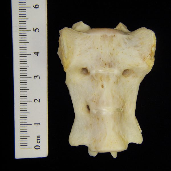 river-otter-lutra-canadensis-sacrum-anterior-cofc-osteological-collection-0009