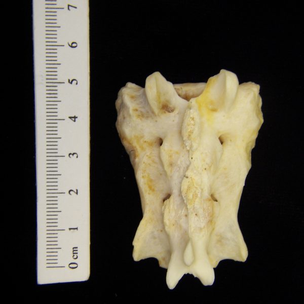 river-otter-lutra-canadensis-sacrum-pposterior-cofc-osteological-collection-0009